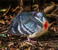 Luzon bleeding-heart pigeon 6 Royalty Free Stock Photo