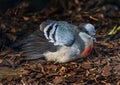 Luzon bleeding-heart pigeon 7