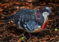 Luzon bleeding-heart pigeon 9 Royalty Free Stock Photo