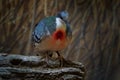 Luzon bleeding-heart or punay, Gallicolumba luzonica, Luzon island in Philippines. Red throat pigeon dove in nature. Grey bird in Royalty Free Stock Photo