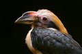 Luzon Hornbill, Penelopides manillae, in nature habitat. Rare exotic bird detail eye portrait. Detail portrait. Beautiful jungle h