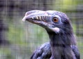 Luzon Tarictic Hornbill (Penelopides manillae) in the Philippines