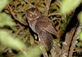 Luzondwergooruil, Luzon Scops-Owl, Otus longicornis Royalty Free Stock Photo