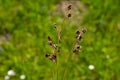 Luzula campestris is a widespread grass in Europe Royalty Free Stock Photo