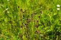 Luzula campestris is a widespread grass in Europe Royalty Free Stock Photo