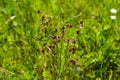 Luzula campestris is a widespread grass in Europe Royalty Free Stock Photo