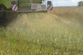 Combine removes rapes on the field. Rapeseed harvesting by combine on summer field