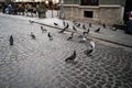 LVIV, UKRAINE - october 13, 2019 Pigeons at the city square. Dove sitting on the street. Birds group in the outdoor
