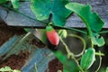 Lvy Gourd Or Coccinia Fruit