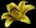 Lily yellow flower on the black isolated background with clipping path. Closeup no shadows. Royalty Free Stock Photo