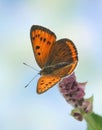 Lycaena (Chrysophanus) dispar rutilus Royalty Free Stock Photo