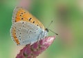 Lycaena (Chrysophanus) dispar rutilus Royalty Free Stock Photo