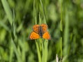 Lycaena cupreus Royalty Free Stock Photo