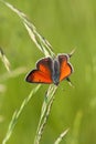 Lycaena dispar Haworth Royalty Free Stock Photo