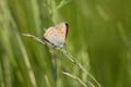 Lycaena dispar Haworth Royalty Free Stock Photo