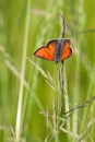 Lycaena dispar Haworth Royalty Free Stock Photo