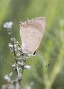 Lycaena phlaeas Common Copper small butterfly perched on a twig in the cool of the morning motionless on green blur background Royalty Free Stock Photo