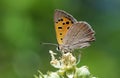 Lycaena phlaeas , the small copper butterfly on flower