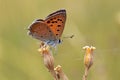 Lycaena thetis , the golden copper butterfly , butterflies of Iran Royalty Free Stock Photo