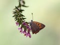 Lycaena virgaureae butterfly early in the morning waiting for the first rays of the sun Royalty Free Stock Photo