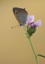 Lycaena virgaureae butterfly on a flower early in the morning waiting for the first rays of the sun