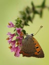 Lycaena virgaureae butterfly on a wild flower early waiting for the first rays of the sun