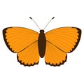 Lycaena virgaureae. Orange butterfly on a white background. Vector isolated object. Illustration of an insect.