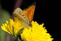 Lycaena virgaureae, scarce copper Royalty Free Stock Photo