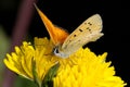 Lycaena virgaureae, scarce copper Royalty Free Stock Photo