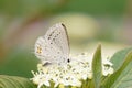 Lycaenidae butterfly