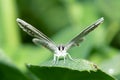 Lycaenidae butterfly Royalty Free Stock Photo