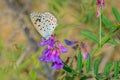 Lycaenidae butterfly