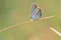 Lycaenidae butterfly Royalty Free Stock Photo