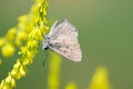 Lycaenidae butterfly Royalty Free Stock Photo