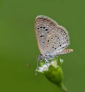 Lycaenidae butterfly on the flower Royalty Free Stock Photo