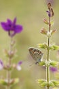 Spotted Butterfly on Purple Flowers