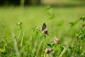 Gossamer-winged butterfly