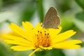 Lycaenidae sitting on a flower sucking honey