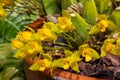 Lycaste aromatica, common name the sweet scented lycaste, is a species of flowering plant in the genus Lycaste of the family Royalty Free Stock Photo