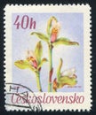 Lycaste deppei