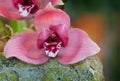 Lycaste Hybrid Orchid Royalty Free Stock Photo