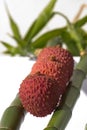 Lychee Royalty Free Stock Photo