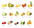 Lychee and Carambola Avocado Set Names Vector