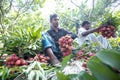 Farmer keeping fresh lychees and bunding up to sell in local market at ranisonkoil, thakurgoan, Bangladesh. Royalty Free Stock Photo