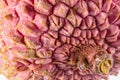 Lychee fruit on the background of close-up macro