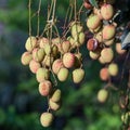 Lychee fruit