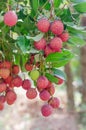 Lychee fruit