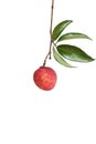 Lychee fruit