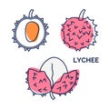 Lychee fruit icon collection. Exotic tropical fruit with vector outline and silhouette. Doodle illustration of whole and half