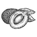 Lychee fruit with seed or kernel. Vector sketch